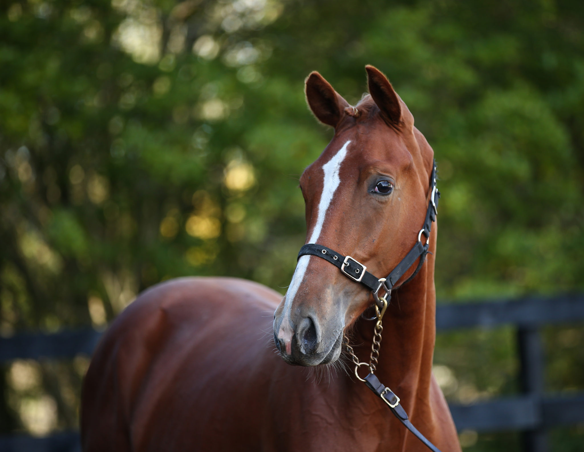 1YO Colt - Chacco Silver X Karla K - Equus Auctions