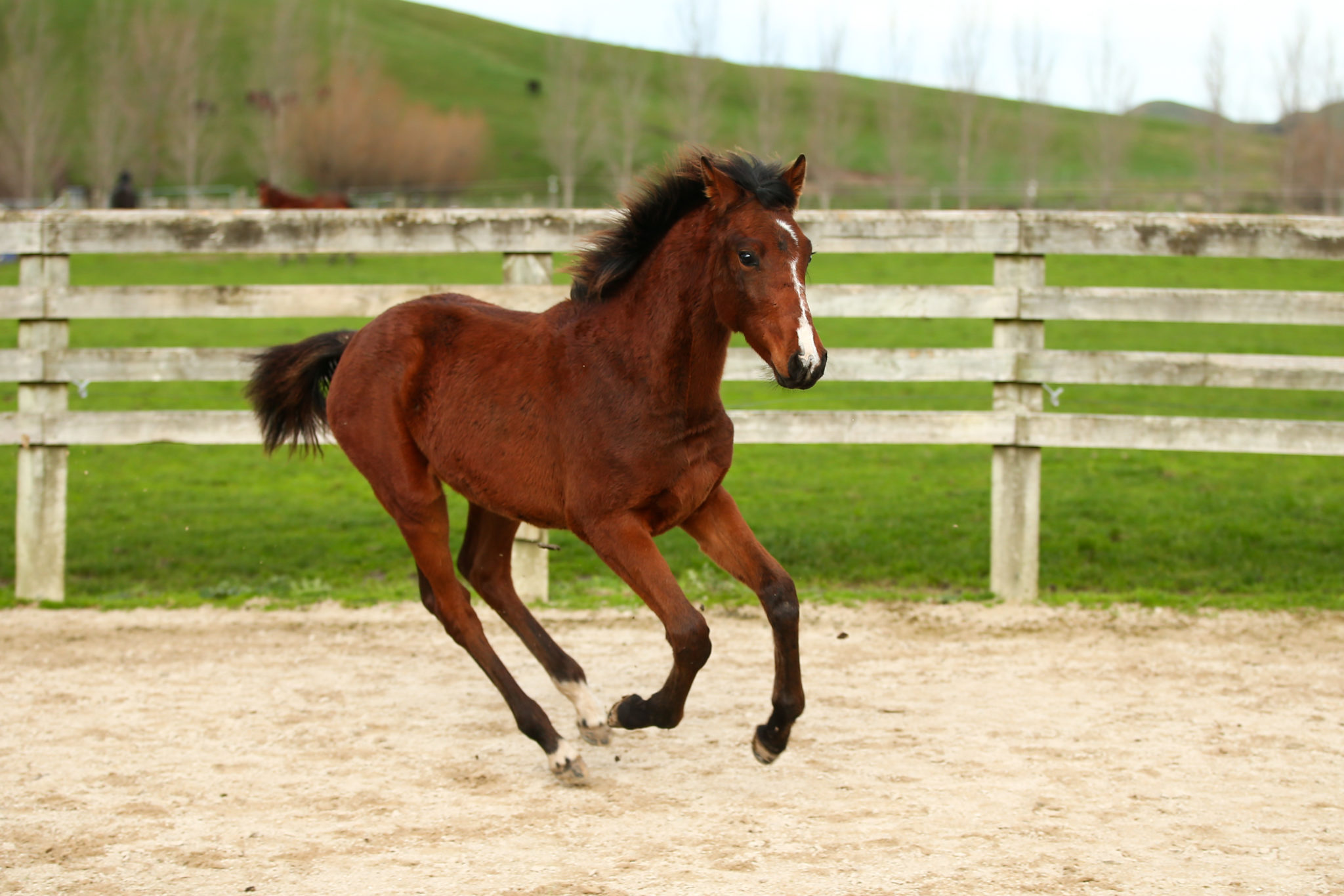 Weanling Colt - Corofino II X Orlando - Equus Auctions