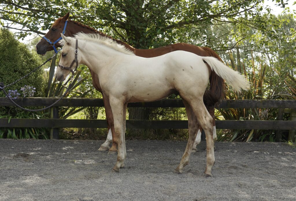 Foal Colt - MiraCrown Royal X Prestige VDL - Equus Auctions