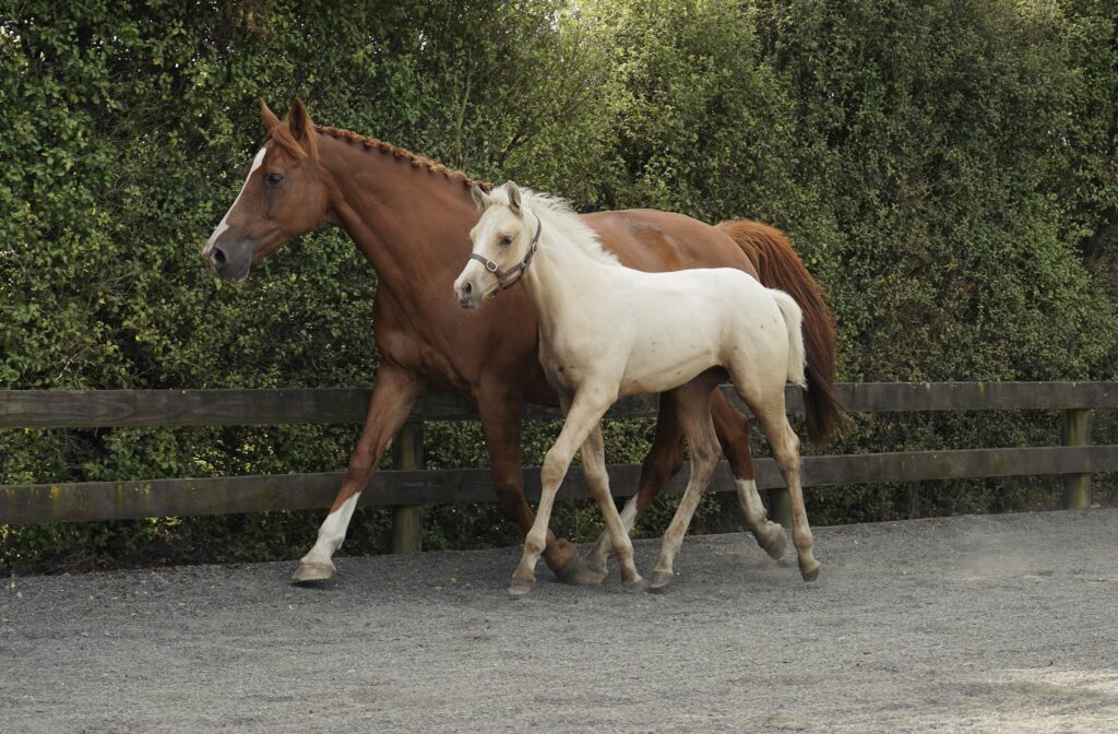 Foal Colt - MiraCrown Royal X Prestige VDL - Equus Auctions