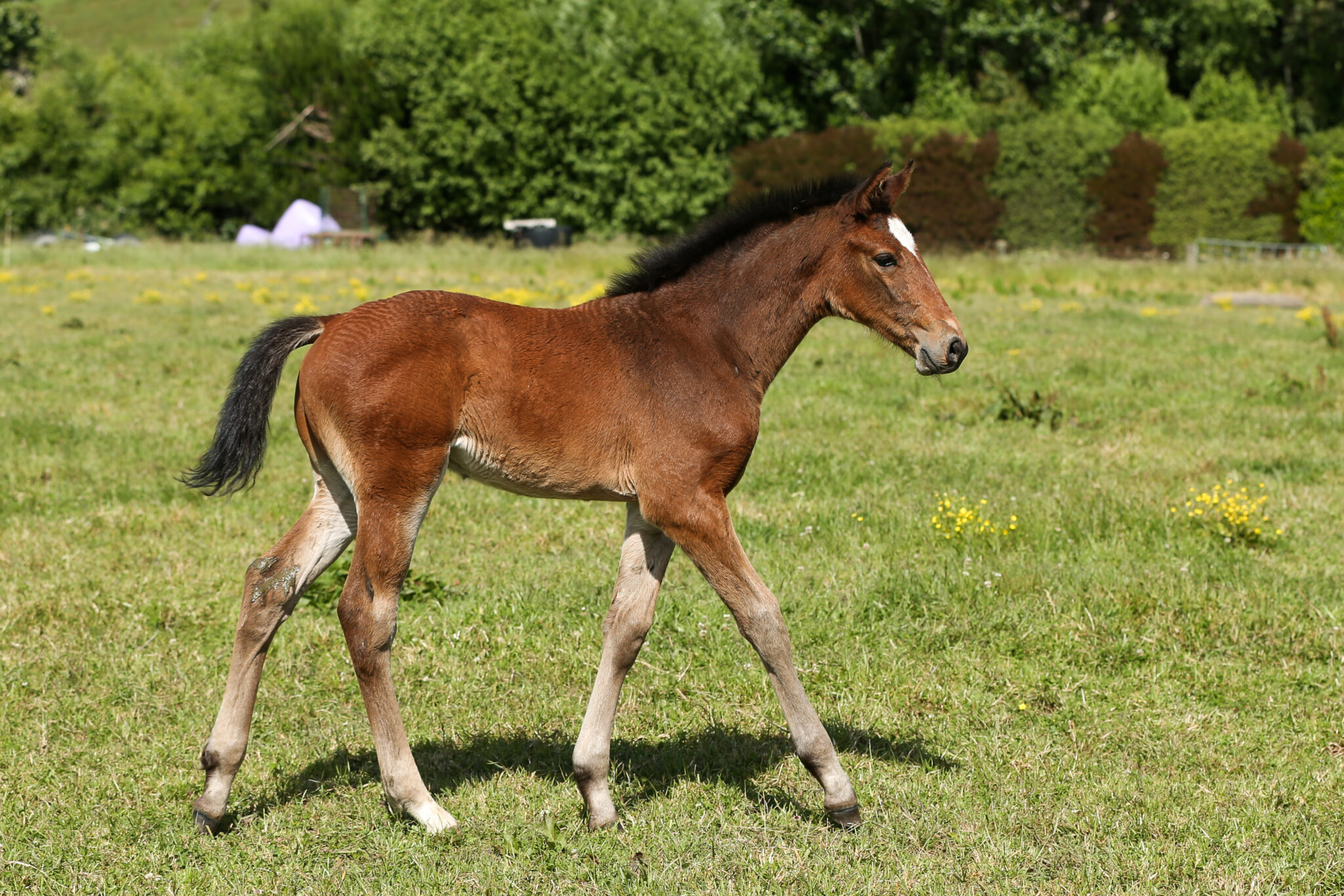 2022 Carrera VDL X Emilion VDL - Equus Auctions