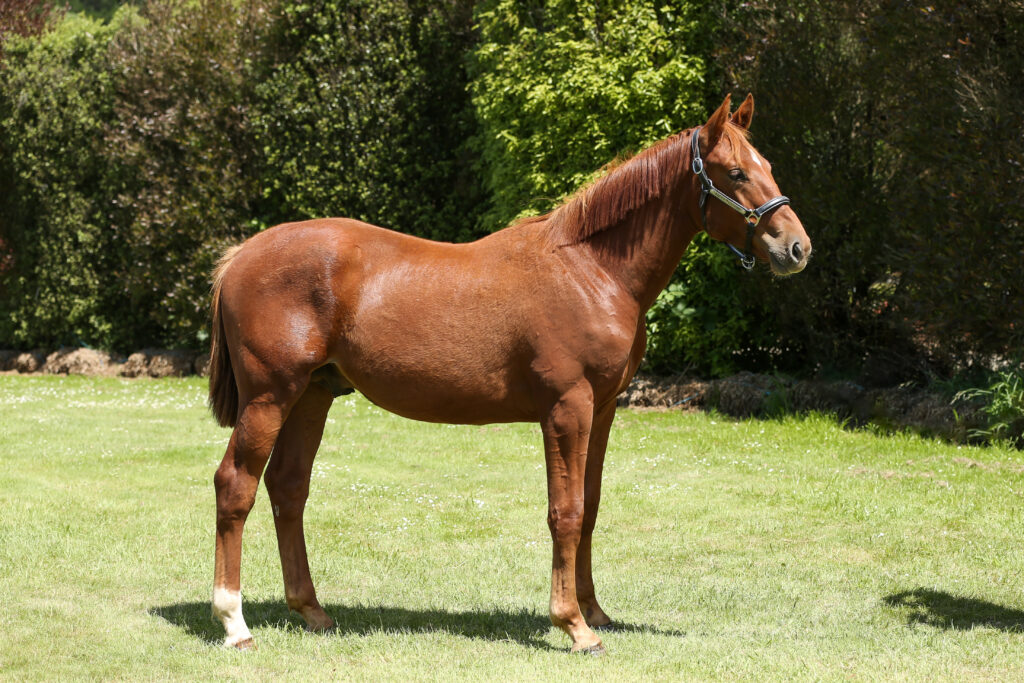 2021 Pommerol De Muze X Cassiano X Pionier - Equus Auctions