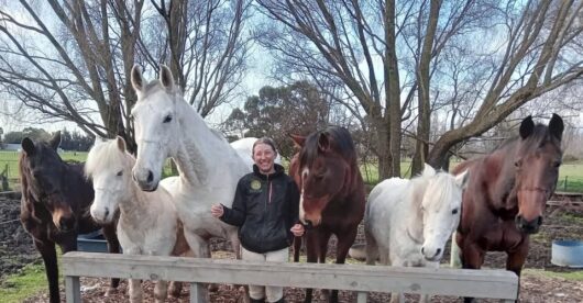 2x lessons at Abi's Natural Horsemanship and Riding School - Image 2