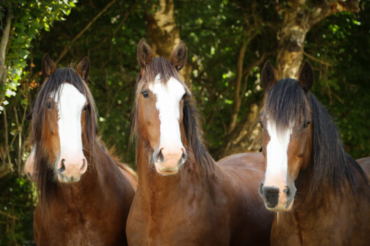 Equine Portrait Shoot with Corina Belliss
