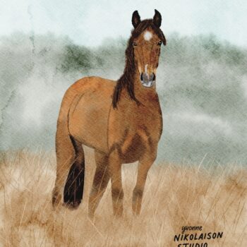 Digital Portrait of a Kaimanawa Asperand by Yvonne Nikolaison Studio