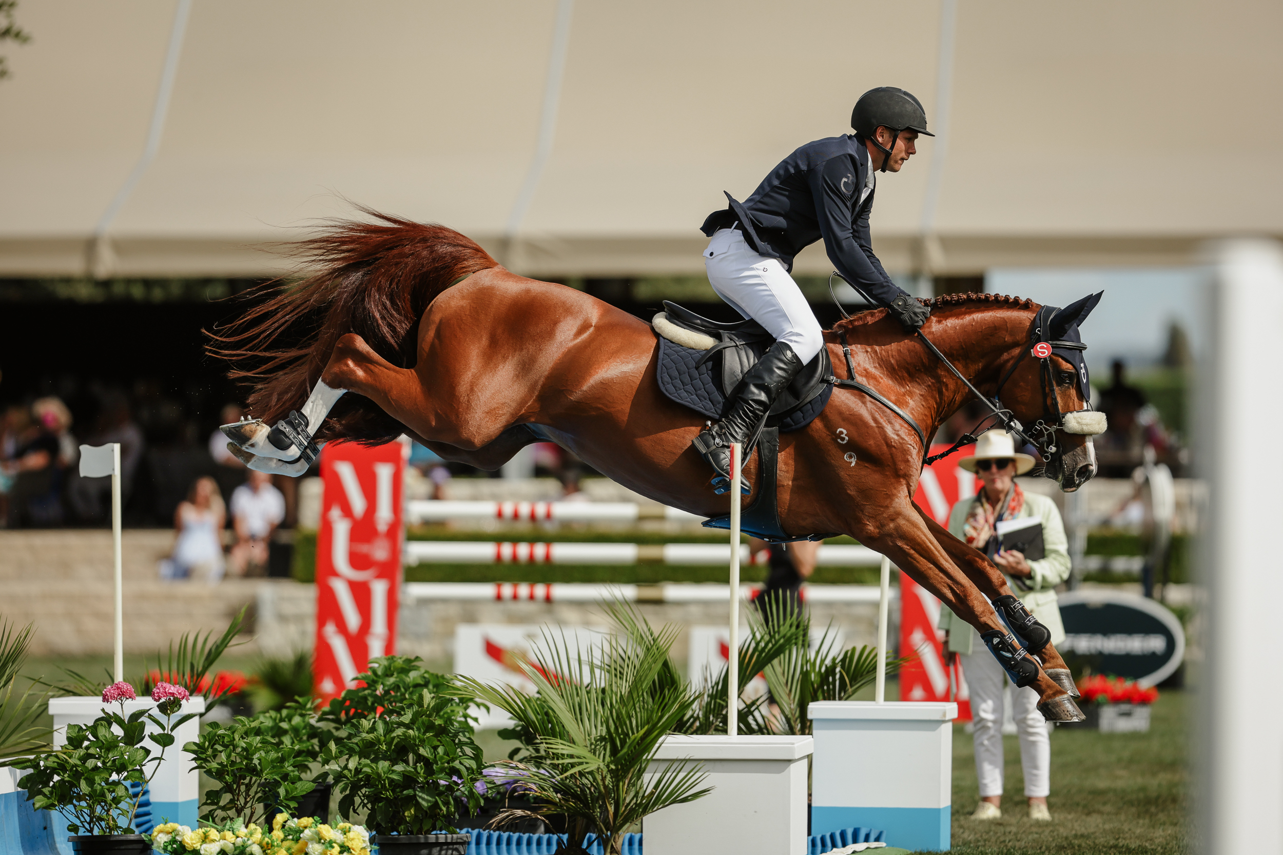 Bravado Ego Z - Stallion Service - Image 2