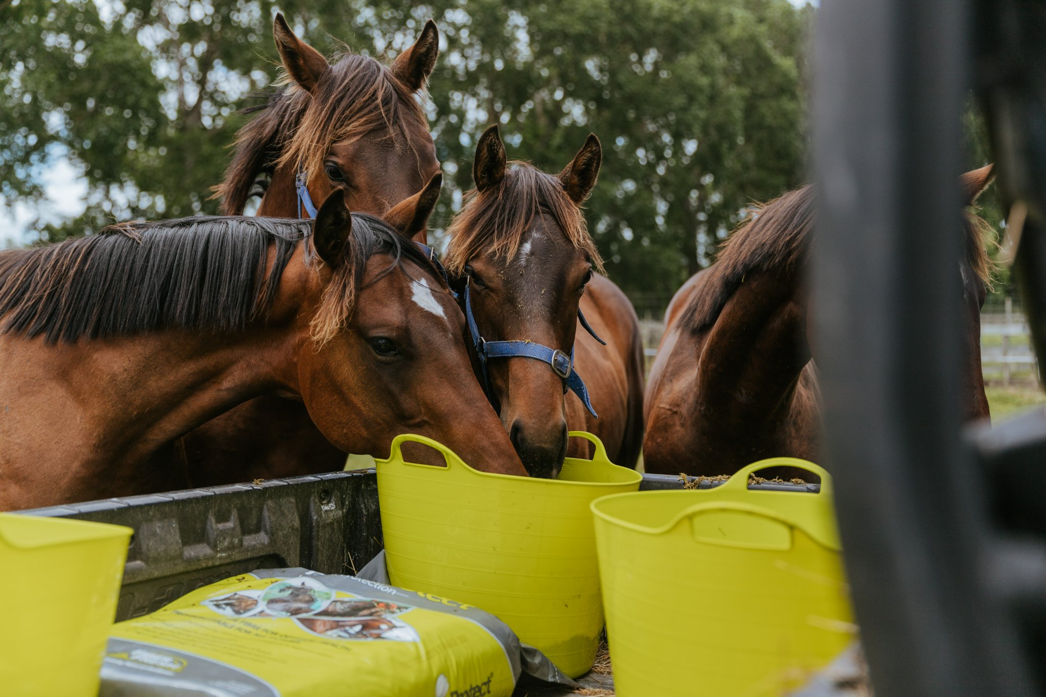 Pallet of Fibre Fresh Feed - Image 2