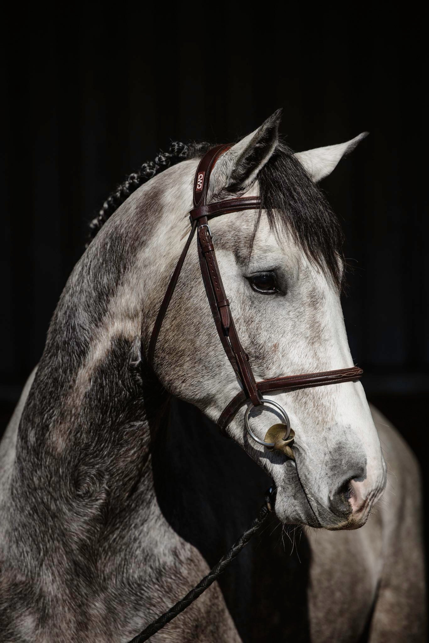 Austin (Dallas VDL x Waitangi Surf) - Stallion Service - Image 3