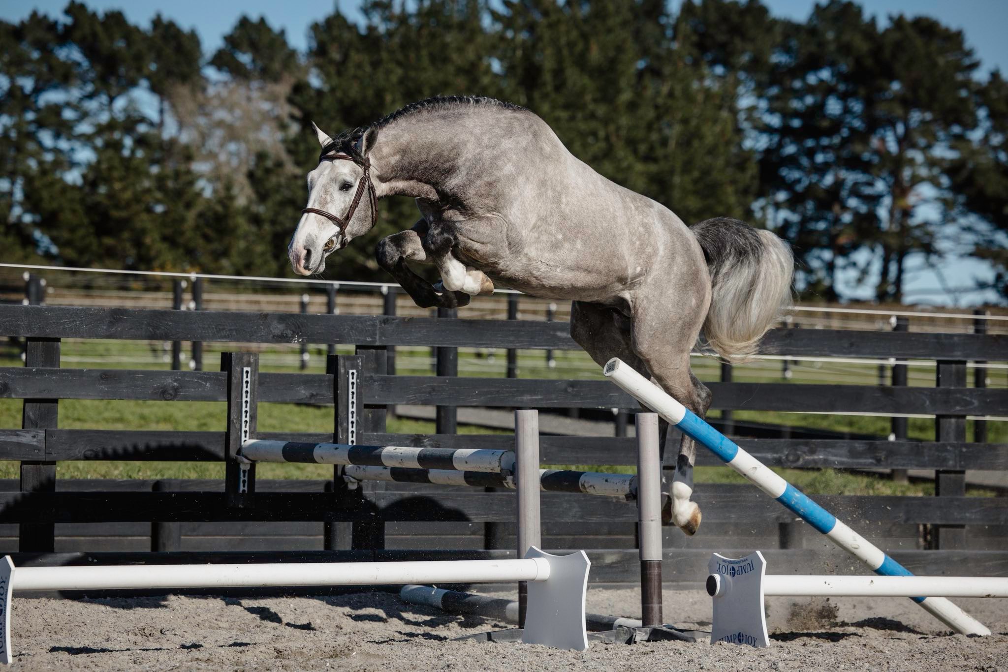 Austin (Dallas VDL x Waitangi Surf) - Stallion Service - Image 2