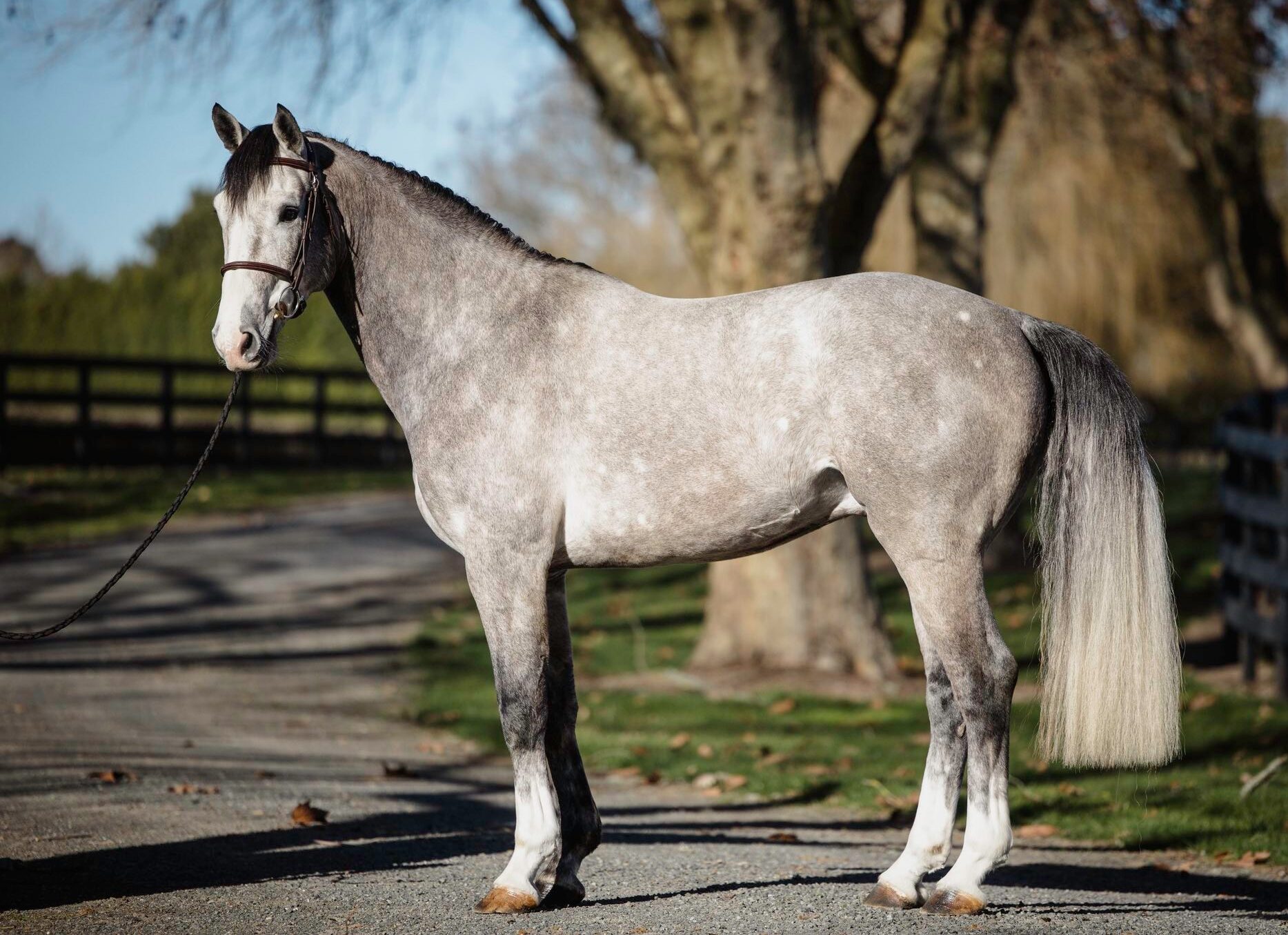 Austin (Dallas VDL x Waitangi Surf) - Stallion Service