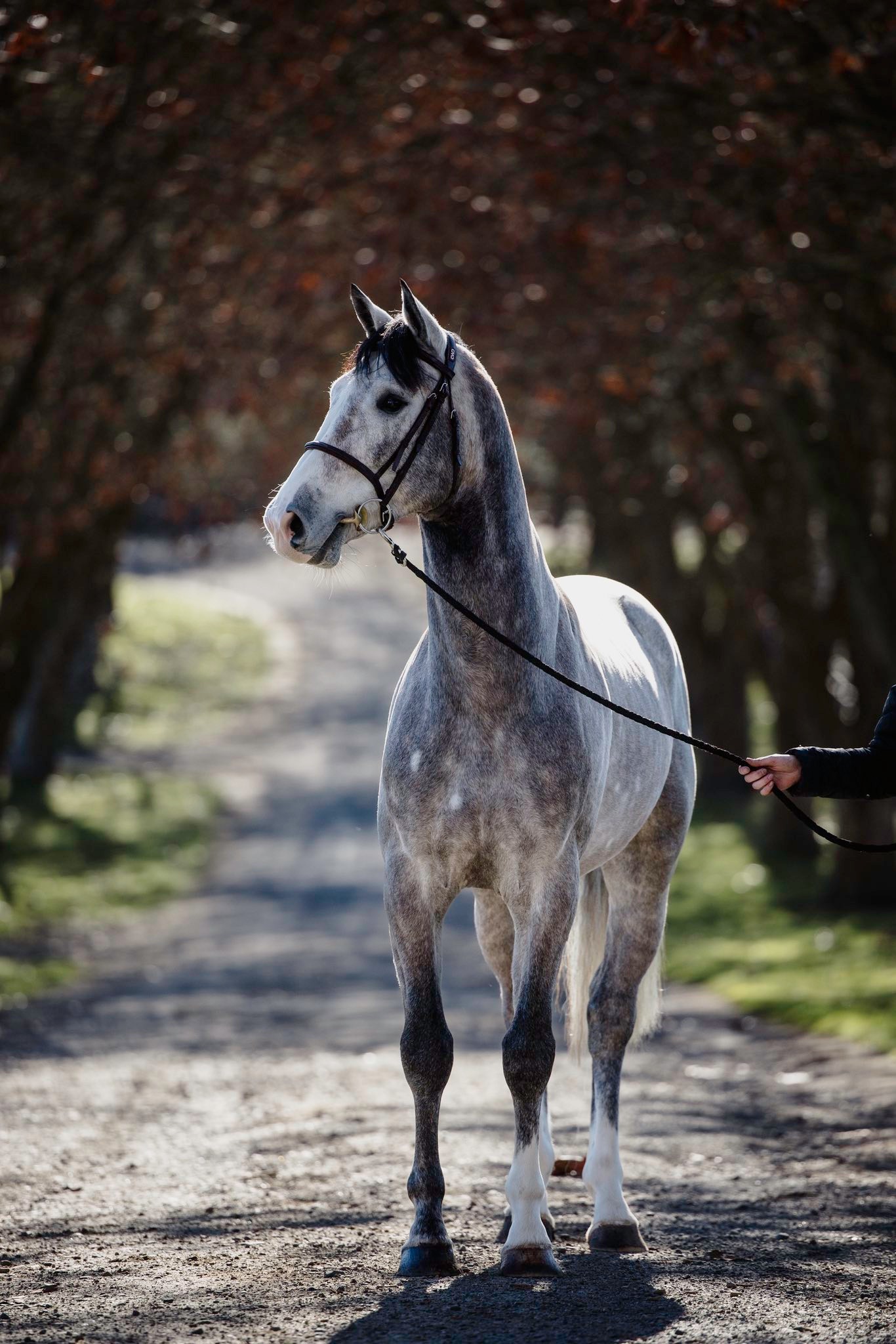 Austin (Dallas VDL x Waitangi Surf) - Stallion Service - Image 5