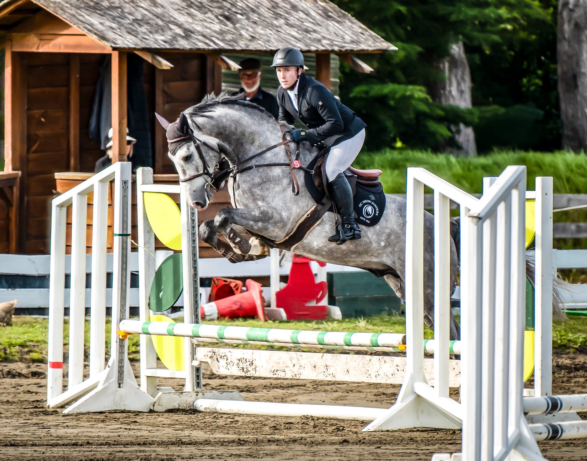 Austin (Dallas VDL x Waitangi Surf) - Stallion Service - Image 4