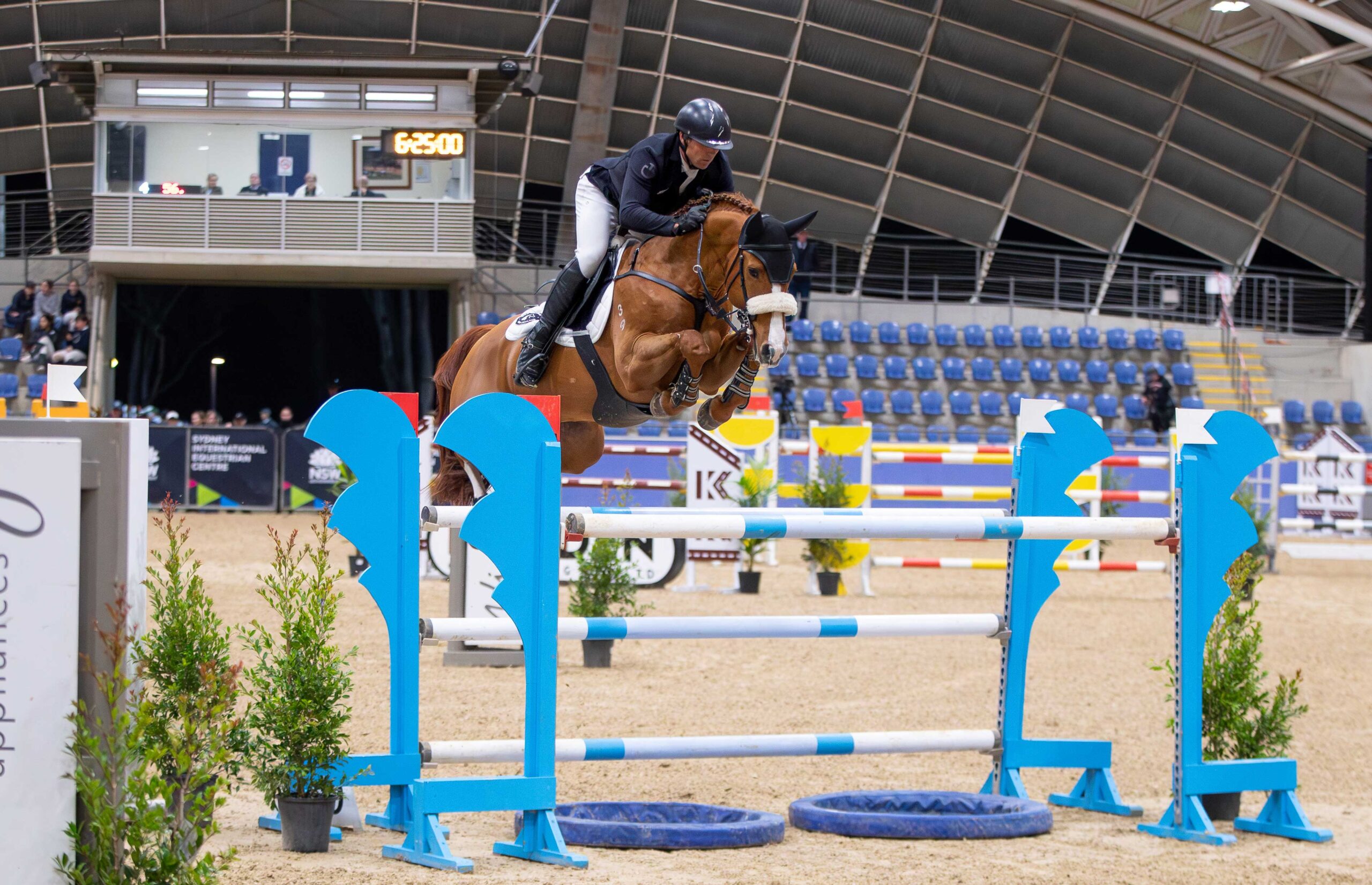 Bravado Ego Z - Stallion Service - Image 6