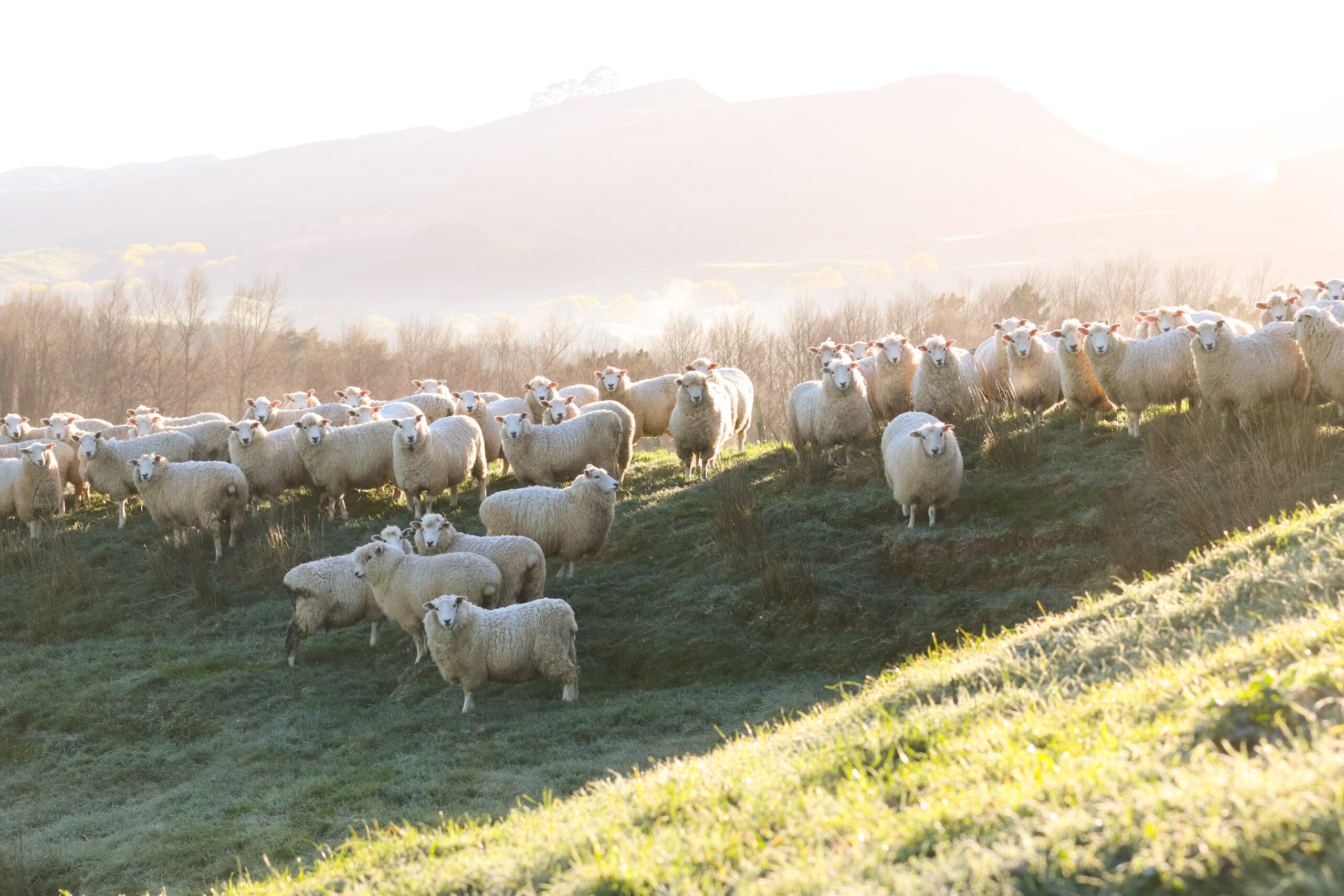 Processed Lamb #2 - Image 6