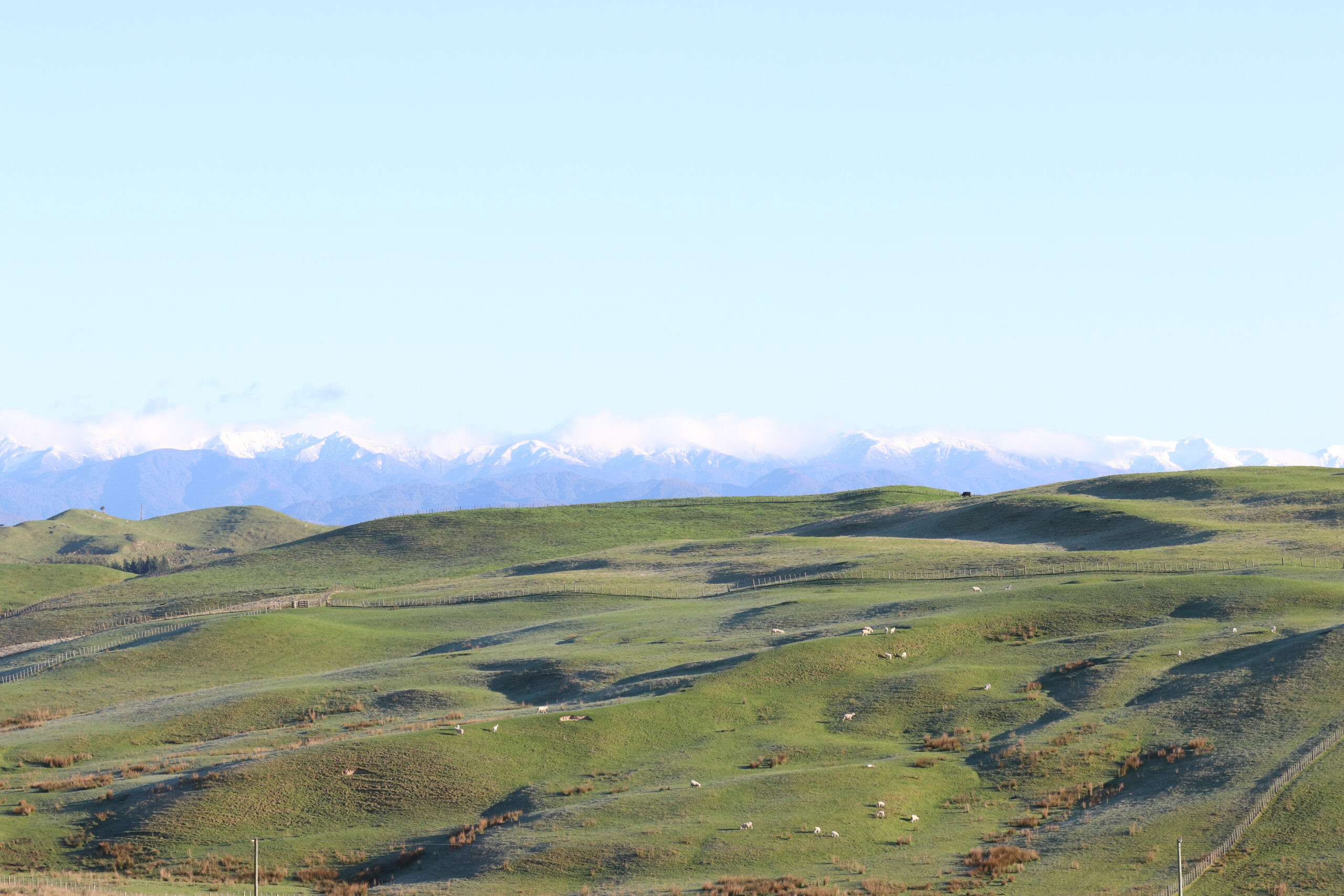 Processed Lamb #2 - Image 3