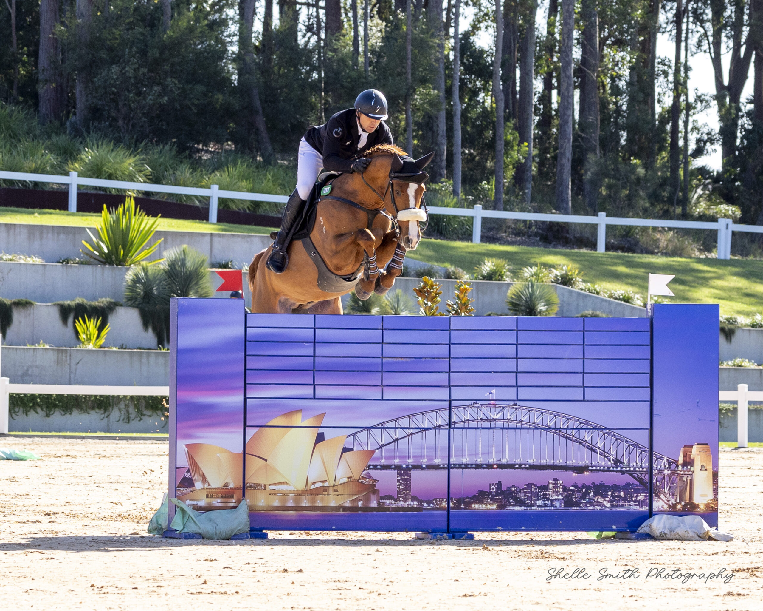 Bravado Ego Z - Stallion Service - Image 4