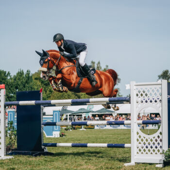 Bravado Ego Z - Stallion Service