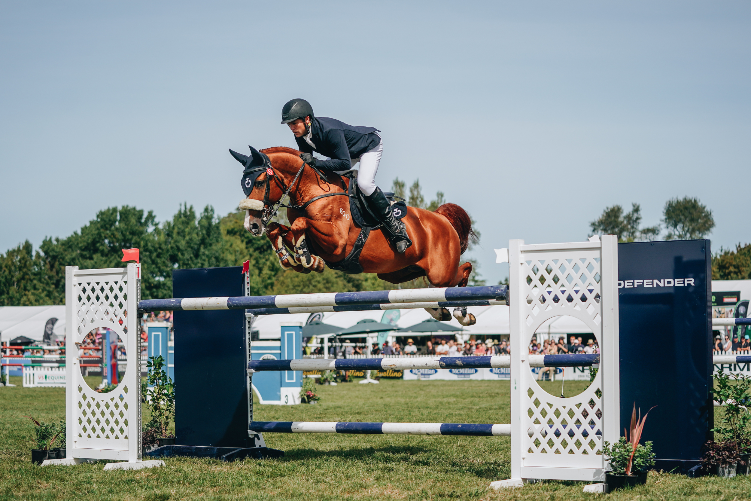 Bravado Ego Z - Stallion Service