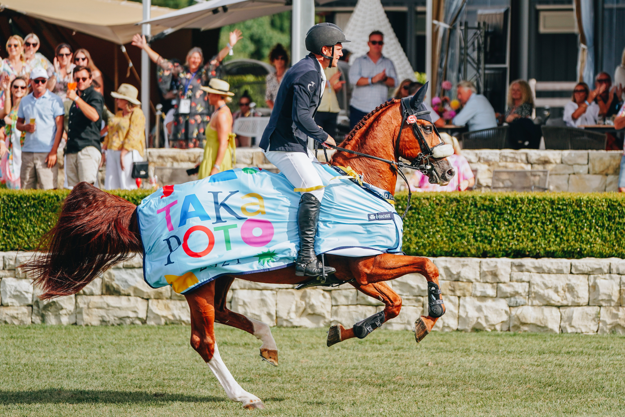 Bravado Ego Z - Stallion Service - Image 3