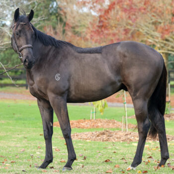 10% Share in a Wooded x (Sociabeel) Savabeel Gelding #1