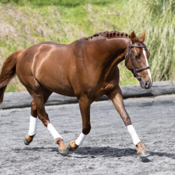 Stallion Service to Chilli Sunday
