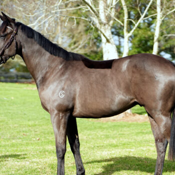 10% Share in a Wooded x Savabeel (Sociabeel) Gelding #1