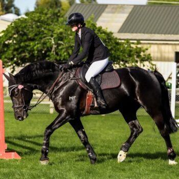 MF Starburst Stallion Service Fee