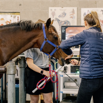 Equine Gastroscopy at Canterbury Equine Clinic