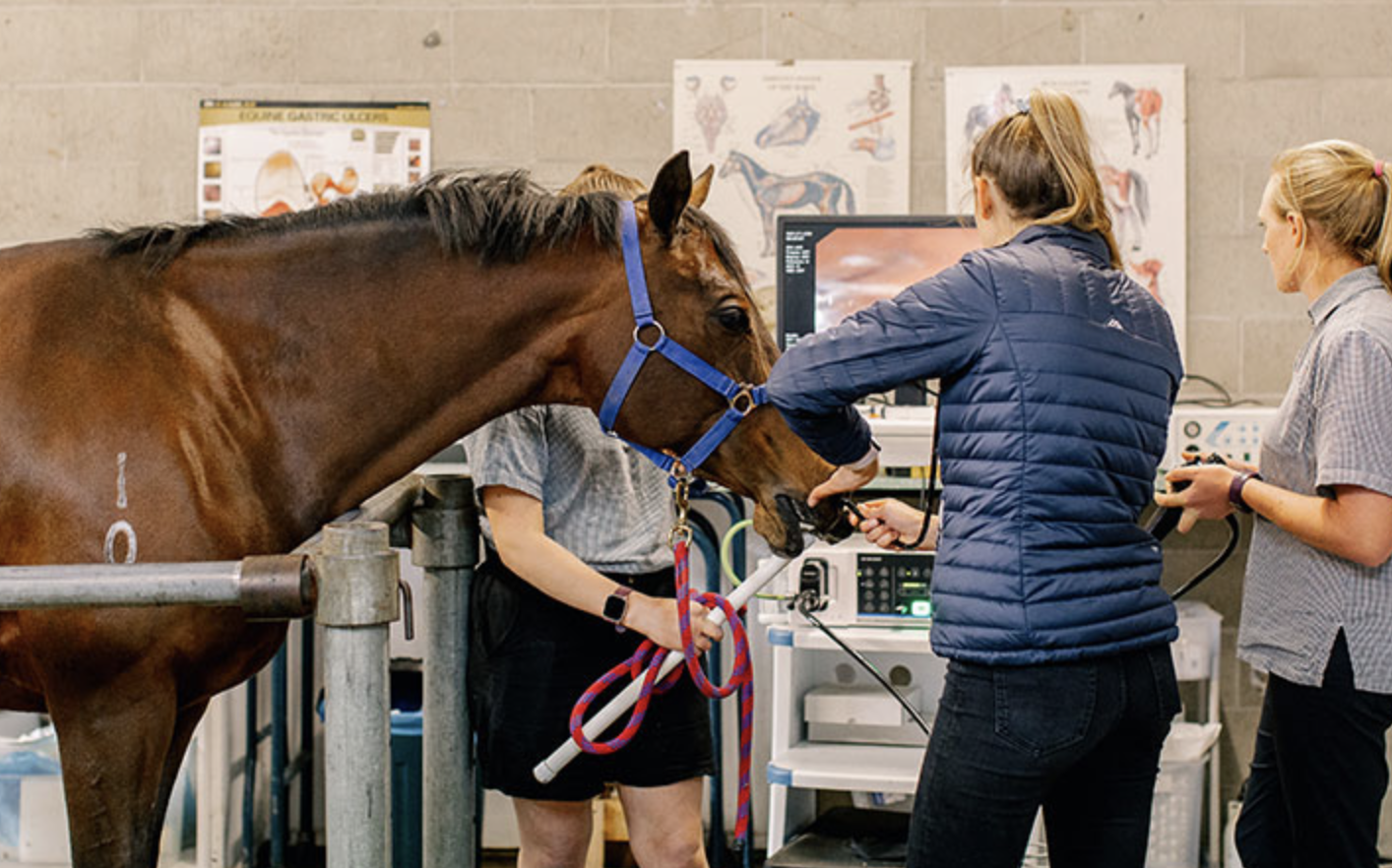 Equine Gastroscopy at Canterbury Equine Clinic