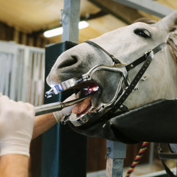 Equine Dental at Canterbury Equine Clinic