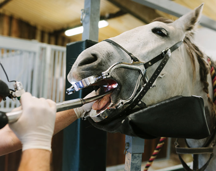 Equine Dental at Canterbury Equine Clinic