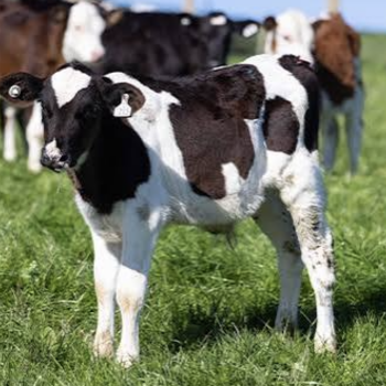100KG Friesian Bull Calf